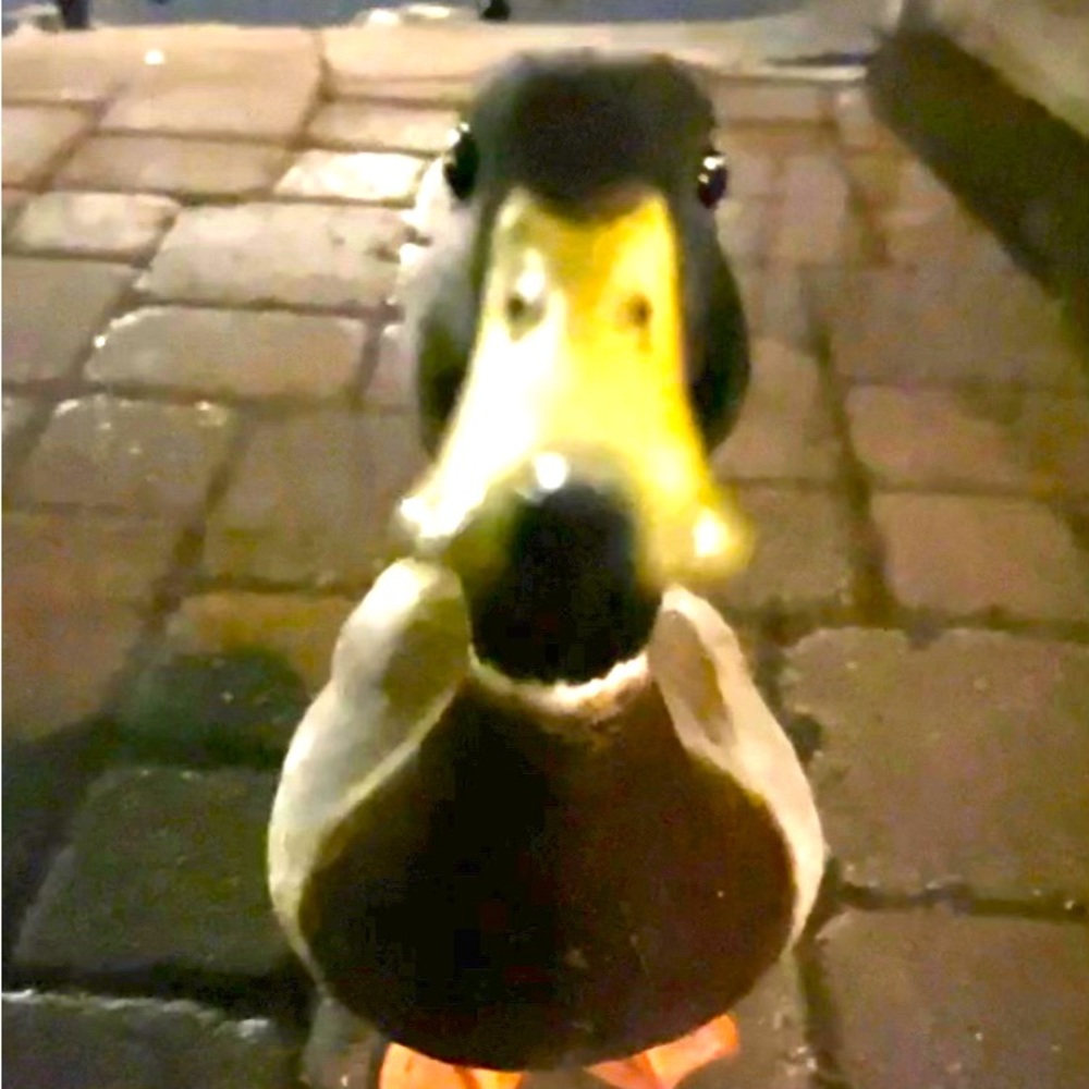 Meet your Posher, No